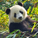 Image for article titled Foping Bamboo Forest Named Best Outdoor Dining Spot By Panda Quarterly